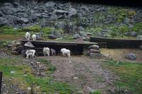 157 Park Omega Bergziegen