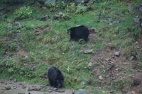 158 Park Omega Schwarzbären