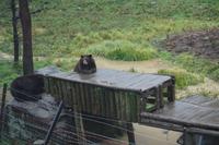 159 Park Omega Braunbären