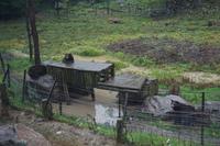 160 Park Omega Braunbären