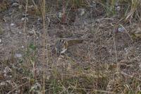 285 Streifenhörnchen