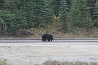 294 Erster Schwarzbär