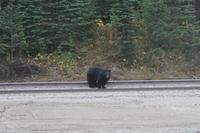 295 Erster Schwarzbär