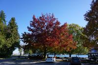 407 Vancouver Stanley Park