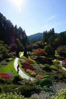 424 Butchart Gardens Versunkener Garten