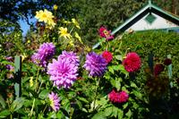 427 Butchart Gardens