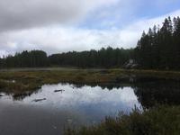 Algonquin Park - Spaziergang auf dem Logging Trail