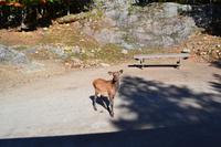 Fahrt durch den Omega-Wildpark - Wapitis