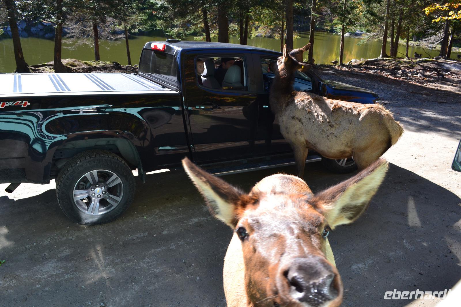 Fahrt durch den Omega-Wildpark - Wapitis