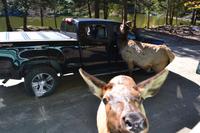 Fahrt durch den Omega-Wildpark - Wapitis