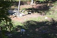 Fahrt durch den Omega-Wildpark - Schwarzwölfe