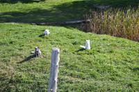 Fahrt durch den Omega-Wildpark - Polarfüchse