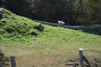 Fahrt durch den Omega-Wildpark - Polarfüchse