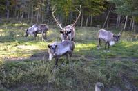 Fahrt durch den Omega-Wildpark - Karibus