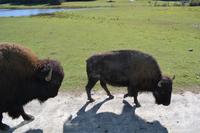 Fahrt durch den Omega-Wildpark - Bisons