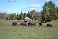 Fahrt durch den Omega-Wildpark - Bisons