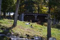 Fahrt durch den Omega-Wildpark - Der Elch und sein Freund, die Ziege