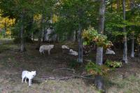 Fahrt durch den Omega-Wildpark - Polarwölfe