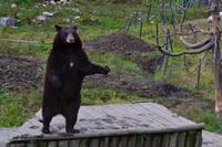 Fahrt durch den Omega-Wildpark - Schwarzbären