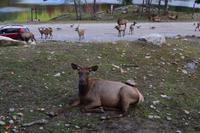 Fahrt durch den Omega-Wildpark - Wapitis