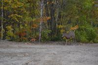 Waldspaziergang am Lac Taureau - Eine Weißwedelhirschkuh läuft uns über den Weg