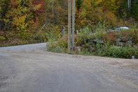 Waldspaziergang am Lac Taureau - Eine Weißwedelhirschkuh läuft uns über den Weg