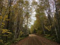 Waldspaziergang am Lac Taureau