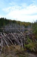 Waldspaziergang am Lac Taureau - Fotostopp am Biberdamm
