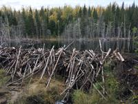 Waldspaziergang am Lac Taureau - Fotostopp am Biberdamm