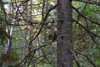 Waldspaziergang am Lac Taureau