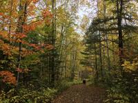 Waldspaziergang am Lac Taureau