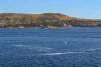 Walbeobachtung in Tadoussac - Fahrt über den Saguenay-Fjord - Wir sehen schon Belugas
