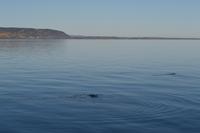Walbeobachtung in Tadoussac - Begrüßung durch Kegelrobben
