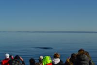 Walbeobachtung in Tadoussac - Die ersten Zwergwale und Belugas