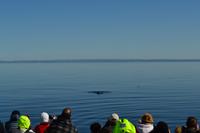 Walbeobachtung in Tadoussac - Die ersten Zwergwale und Belugas
