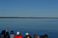 Walbeobachtung in Tadoussac - Die ersten Zwergwale und Belugas