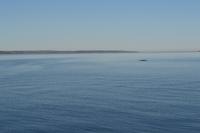Walbeobachtung in Tadoussac - Die ersten Zwergwale und Belugas