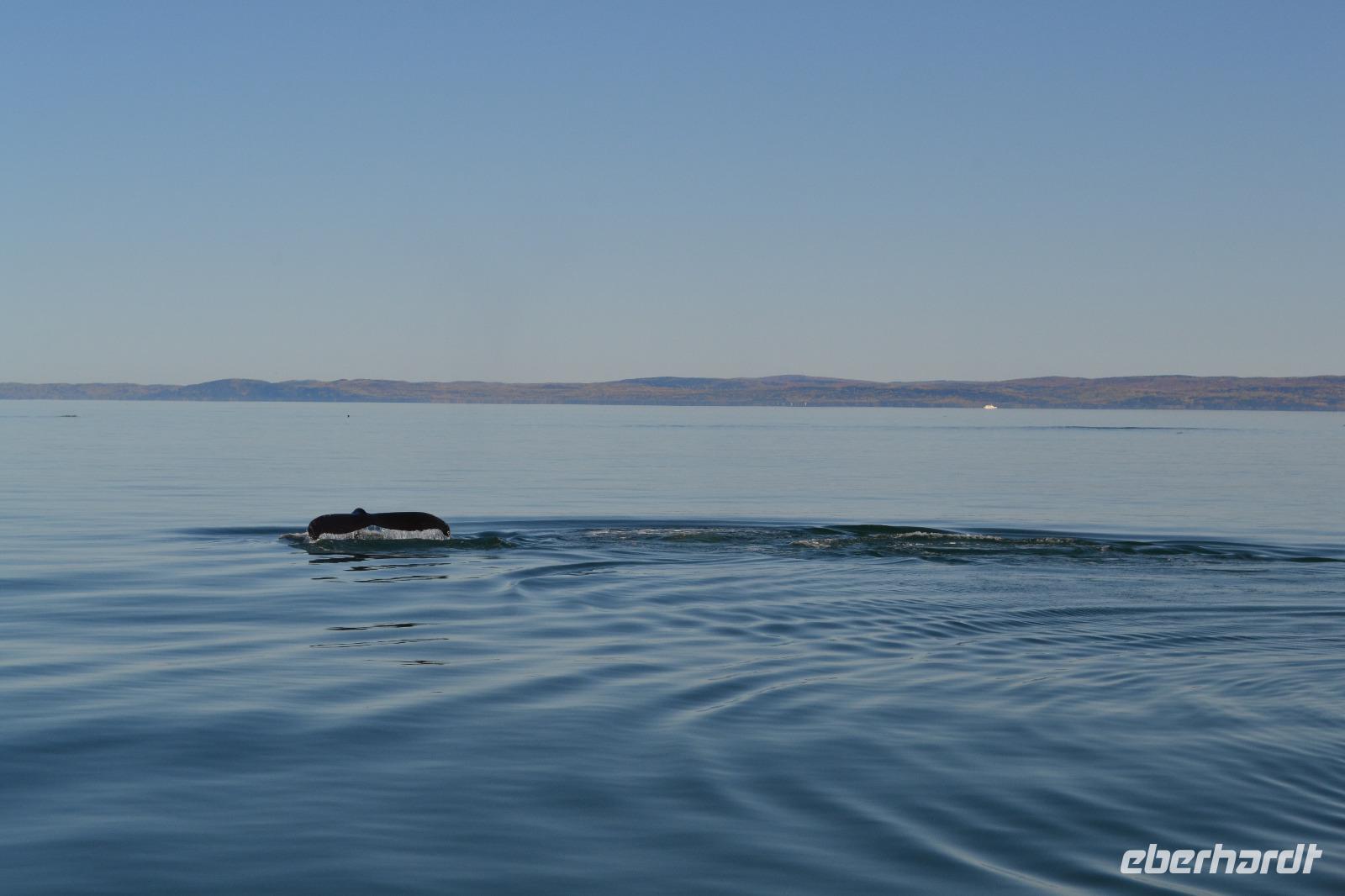 Walbeobachtung in Tadoussac - Dort sehen wir Zwergwale, Buckelwale und sogar Finnwale