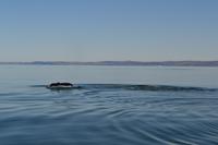 Walbeobachtung in Tadoussac - Dort sehen wir Zwergwale, Buckelwale und sogar Finnwale