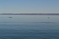 Walbeobachtung in Tadoussac - Dort sehen wir Zwergwale, Buckelwale und sogar Finnwale