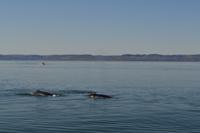 Walbeobachtung in Tadoussac - Dort sehen wir Zwergwale, Buckelwale und sogar Finnwale