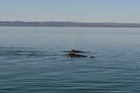 Walbeobachtung in Tadoussac - Dort sehen wir Zwergwale, Buckelwale und sogar Finnwale