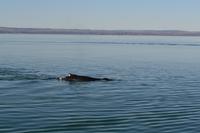 Walbeobachtung in Tadoussac - Dort sehen wir Zwergwale, Buckelwale und sogar Finnwale