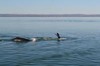 Walbeobachtung in Tadoussac - Dort sehen wir Zwergwale, Buckelwale und sogar Finnwale