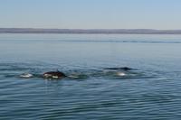 Walbeobachtung in Tadoussac - Dort sehen wir Zwergwale, Buckelwale und sogar Finnwale
