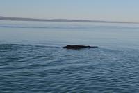 Walbeobachtung in Tadoussac - Dort sehen wir Zwergwale, Buckelwale und sogar Finnwale