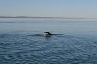Walbeobachtung in Tadoussac - Dort sehen wir Zwergwale, Buckelwale und sogar Finnwale