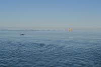 Walbeobachtung in Tadoussac - Dort sehen wir Zwergwale, Buckelwale und sogar Finnwale