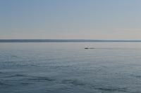 Walbeobachtung in Tadoussac - Dort sehen wir Zwergwale, Buckelwale und sogar Finnwale