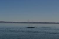 Walbeobachtung in Tadoussac - Dort sehen wir Zwergwale, Buckelwale und sogar Finnwale